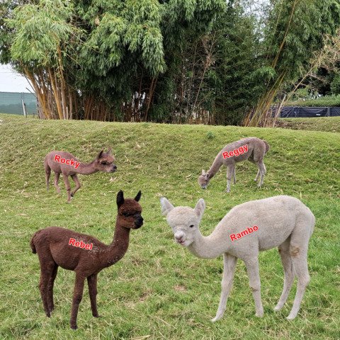 4 jonge ruinen BAM Rambo, Rocky, Rebel, Reggy
