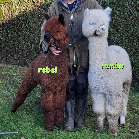 4 jonge ruinen BAM Rambo, Rocky, Rebel, Reggy