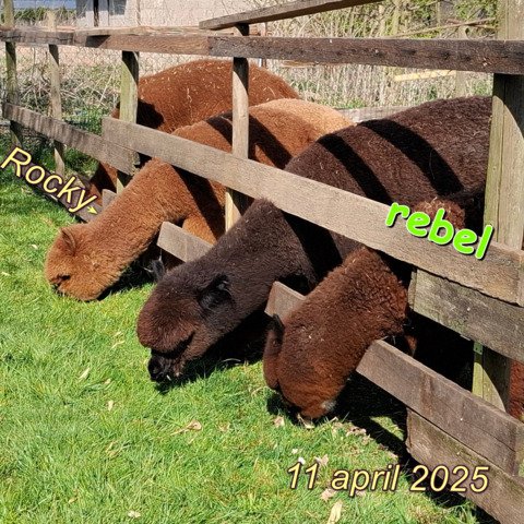 4 jonge ruinen BAM Rambo, Rocky, Rebel, Reggy
