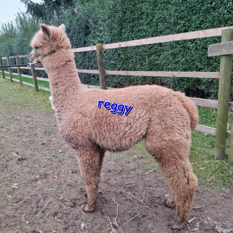 4 jonge ruinen BAM Rambo, Rocky, Rebel, Reggy