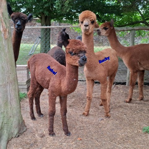 4 jonge ruinen BAM Rambo, Rocky, Rebel, Reggy