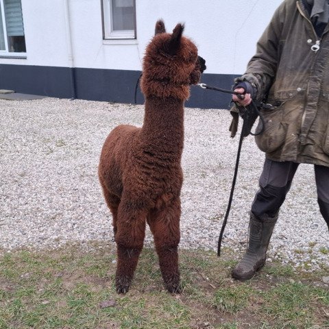 4 jonge ruinen BAM Rambo, Rocky, Rebel, Reggy
