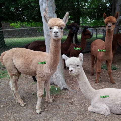 4 jonge ruinen BAM Rambo, Rocky, Rebel, Reggy