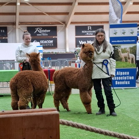 4 jonge ruinen BAM Rambo, Rocky, Rebel, Reggy