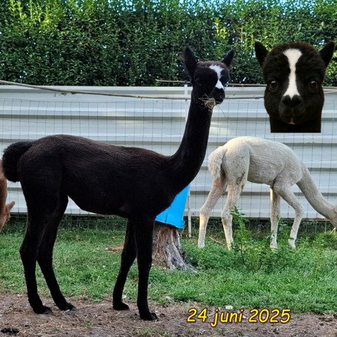 BAM Ronja