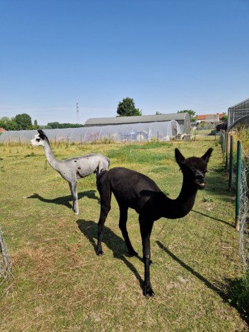 Blacky en Grey