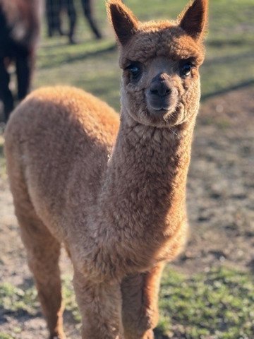 L & J farm - alpaca farm on AlpacaMarket.co.uk