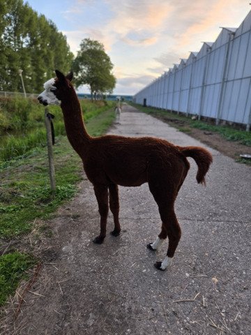 Kudde van 7 alpaca's