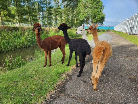 Kudde van 7 alpaca's