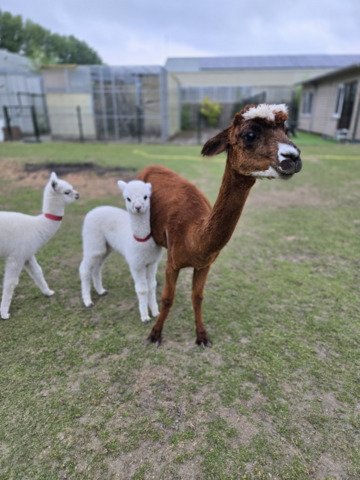 Kudde van 7 alpaca's