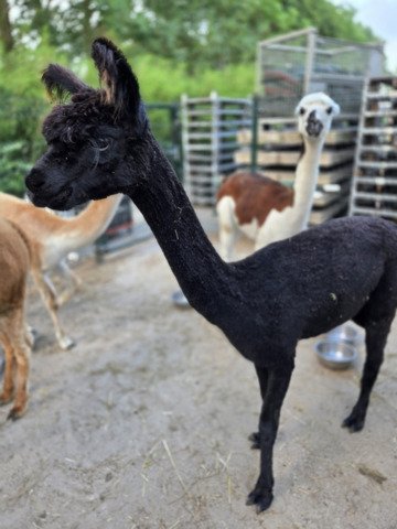 Kudde van 7 alpaca's