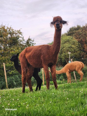 Kudde van 7 alpaca's