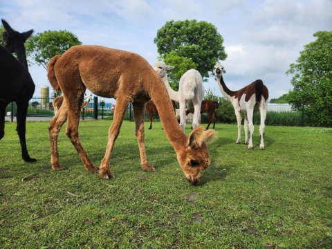 Kudde van 7 alpaca's