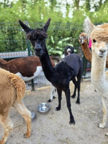 Kudde van 7 alpaca's