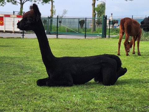 Kudde van 7 alpaca's