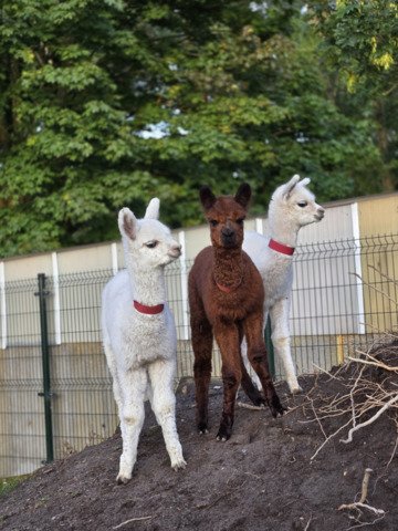 Kudde van 7 alpaca's