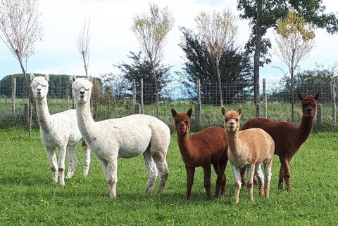 Roos Indra, LFA Sweet Lucy, LFA Eros d'Informer, LYA Ice Q en LYA Commodus