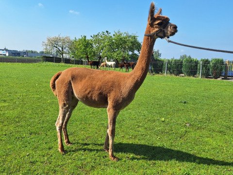 Vekofarm Vivien